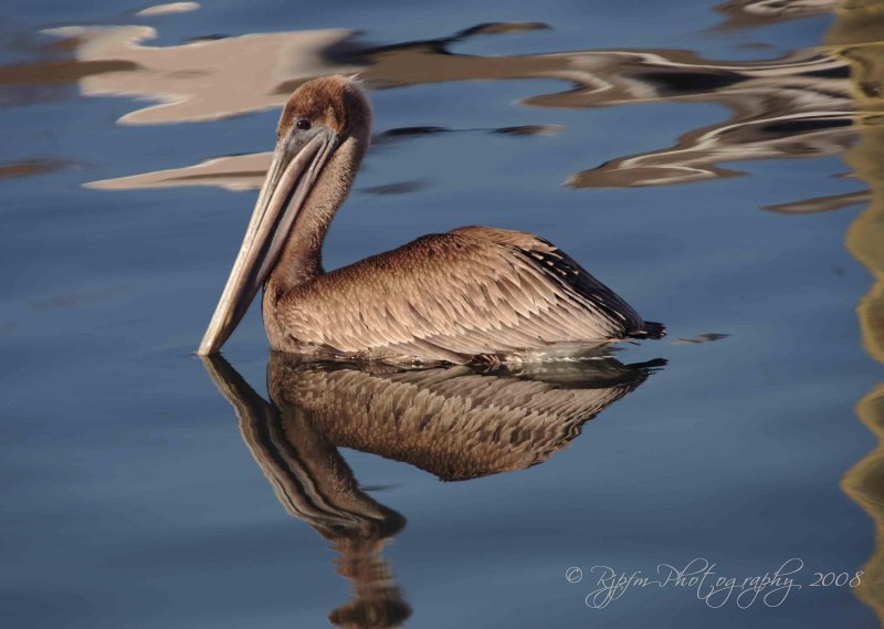 Brown Pelican Virginia Beach , Va