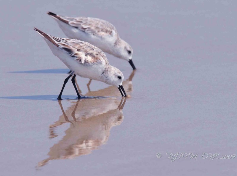Sanderling OBX Beach NC