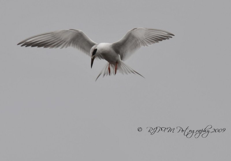Forsters Tern Chincoteague NWR Va