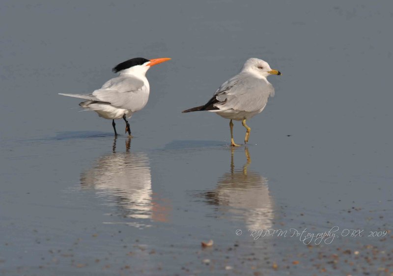 Common Tern Ring-Billed Gull Corrola  Beach OBX Nc