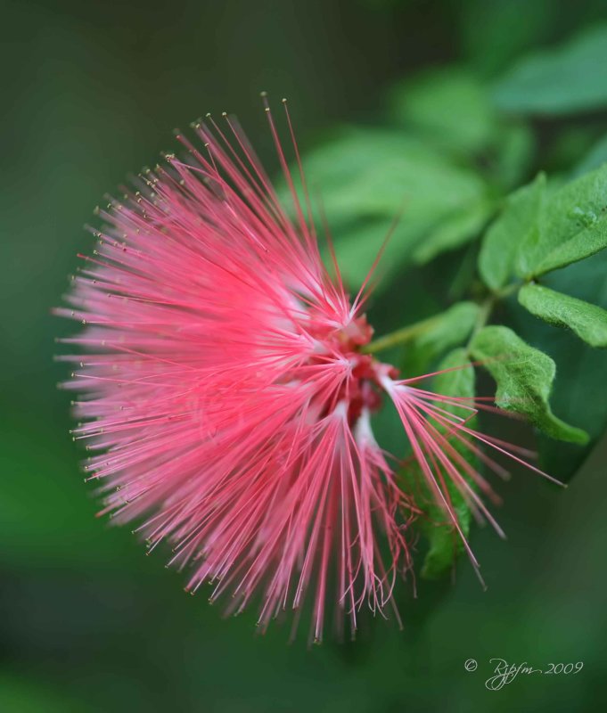 Flower  Washington Dc