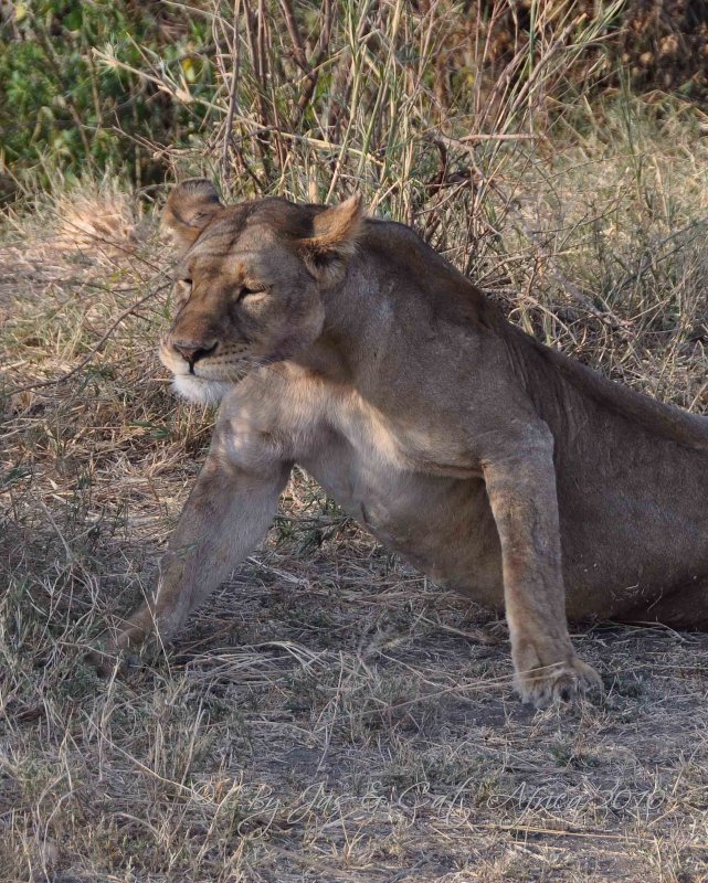 Lion  Wild  Africa 08-01-10.jpg