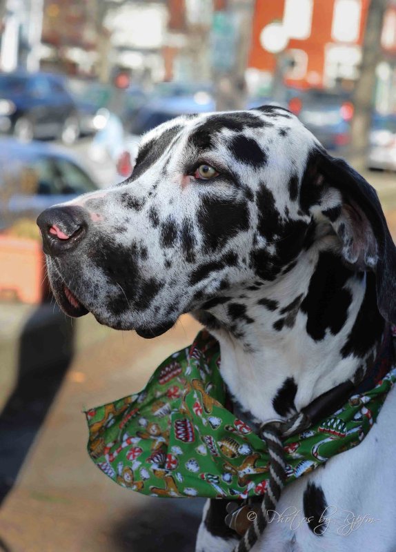  Great Dane  Geronimo Bristol, RI