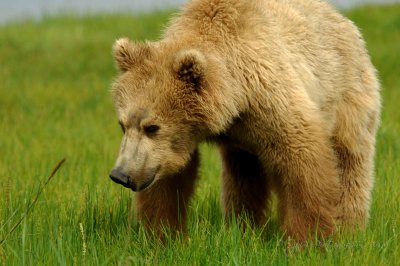  Brown Bear Katmai National Park Ak
