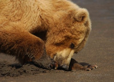  Brown Bear Katmai National Park Ak