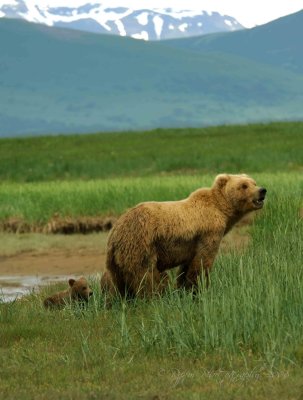 Brown Bear Katmai National Park Ak