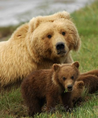 Brown Bear  of Katmai National Park AK