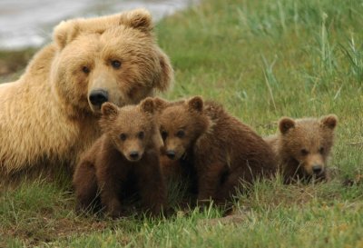 Brown Bear Katmai National Park Ak