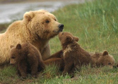 Brown Bear Katmai National Park Ak