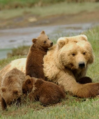 Brown Bear Katmai National Park Ak