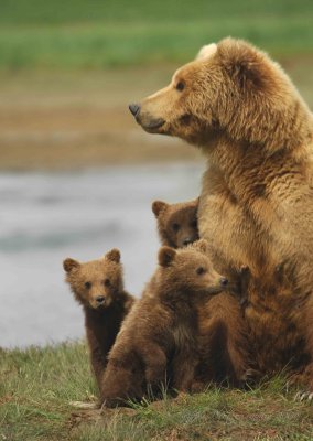  Brown Bear Katmai National Park Ak