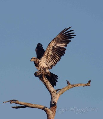 Bald Eagle Chincoteague NWR, Md