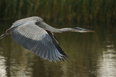 Great Blue Heron Chincoteague NWR , Va