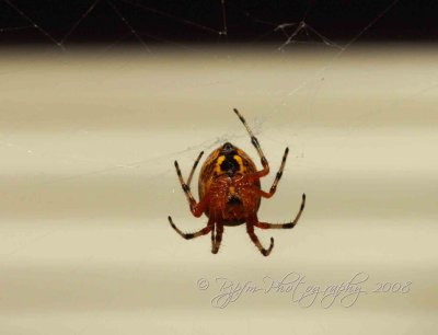 085 Spider Chincoteague NWR, Va