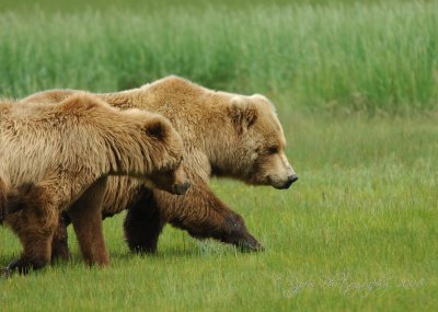Brown Bear Katmai National Park Ak