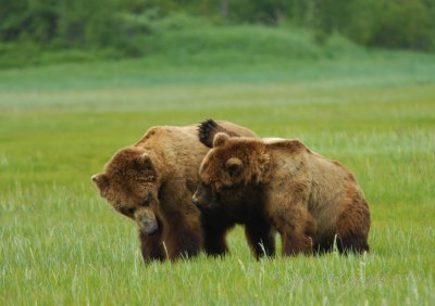 Brown Bear Katmai National Park Ak