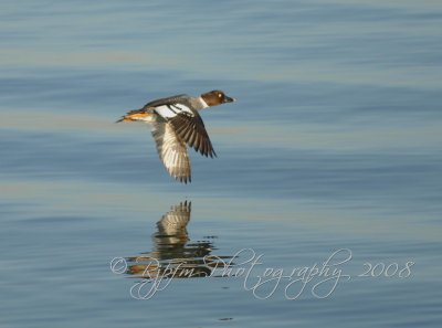 Golden Eye Duck SF Bay, Ca