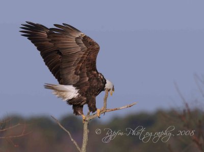 Bald Eagle Blackwater NWR Md