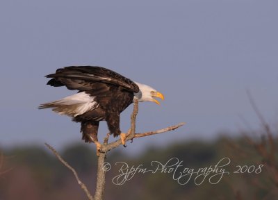 Bald Eagle Blackwater NWR Md