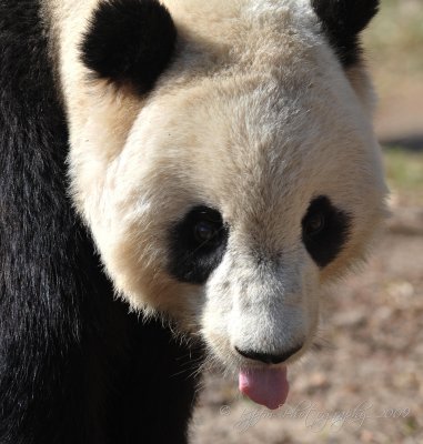 Giant Panda  DC National Zoo