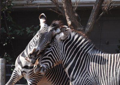 Zebra  DC National Zoo