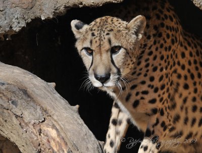 Cheetah DC National  Zoo