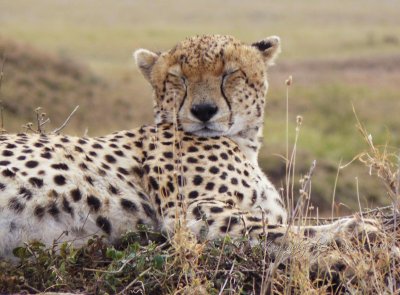  Cheetah  CL Safari 2009