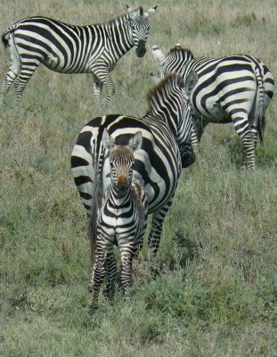 African Zebra  Family & Cub  CL Safari 2009