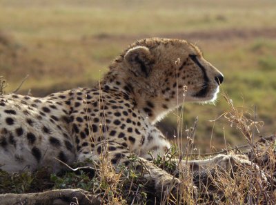 Cheetah  CL Safari 2009
