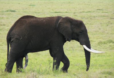 African Elephant  CL Safari 2009