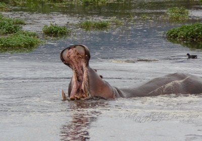 African Hippopotamus CL Safari 2009