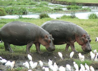 African Hippopotamus  & Aigrets CL Safari 2009