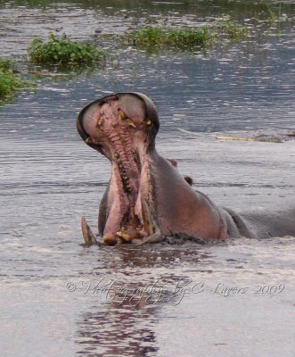 African Hippopotamus  CL Safari 2009