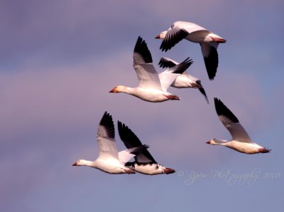Snow Geese flock Chincoteague NWR, Va