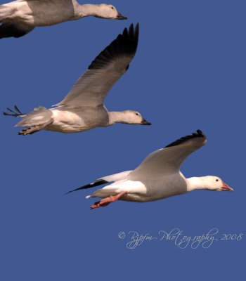 Snow Geese flock Chincoteague NWR, Va