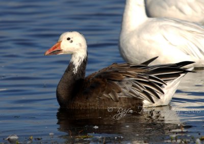Snow Geese flock Chincoteague, NWR, Va