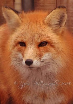 Red Fox Drumlin Farm Lincoln Ma