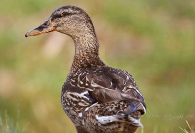 Mallard Duck (F)Chincoteague NWR