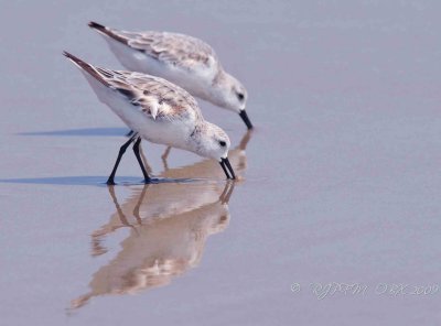 Sanderling OBX Beach NC