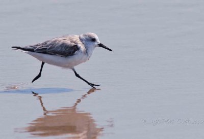 Sanderling OBX Beach NC
