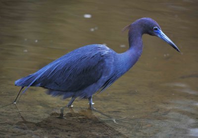 Little Blue Heron Chincoteague NWR Va