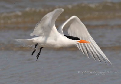 Common Tern Corrola Beach OBX Nc