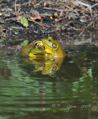 Bullfrog Alexandria Va