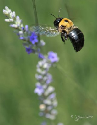 Carpenter Bee  Lavender  Alexandria  Va 06-12-09.jpg