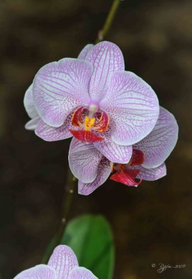 Orchid  Washington Dc