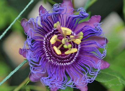 Purple Passionflower  Washington Dc
