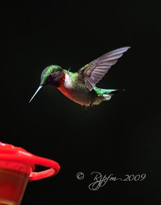  Ruby-thoated Hummingbird Mason Neck SP Va