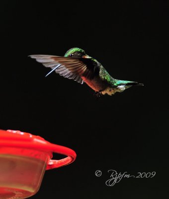 Ruby-thoated Hummingbird Mason Neck SP Va
