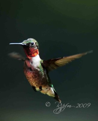 Ruby-throated Hummingbird Huntley Meadows P Va