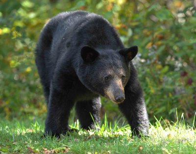 Black Bear Medaows NP Va